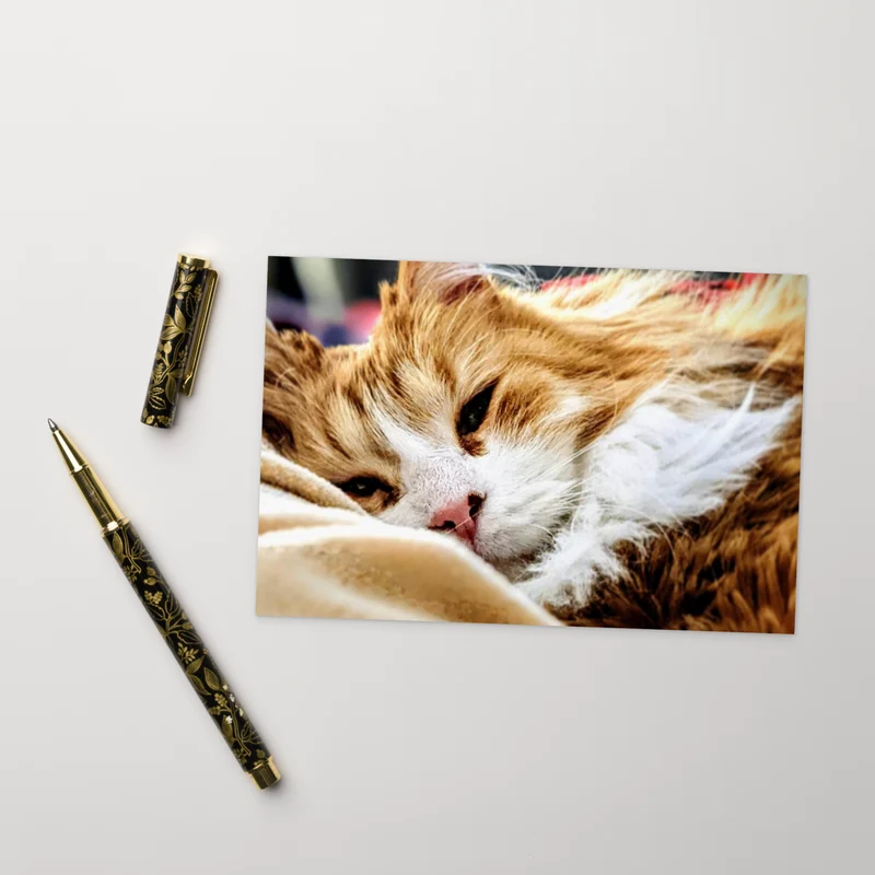 Jackies Collections SPostcard